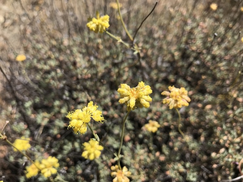 Tripod Buckwheat photo 8