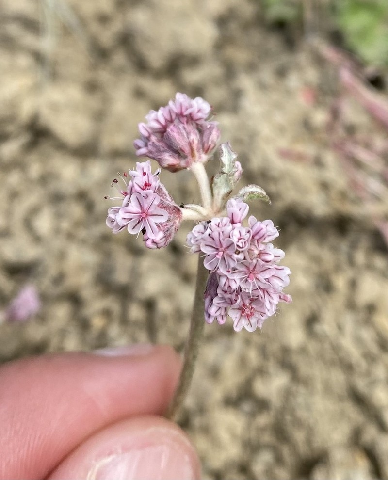 Mt. Diablo Buckwheat