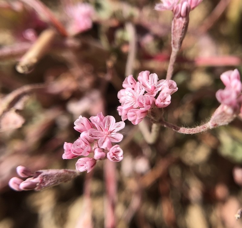 Mt. Diablo Buckwheat photo 2