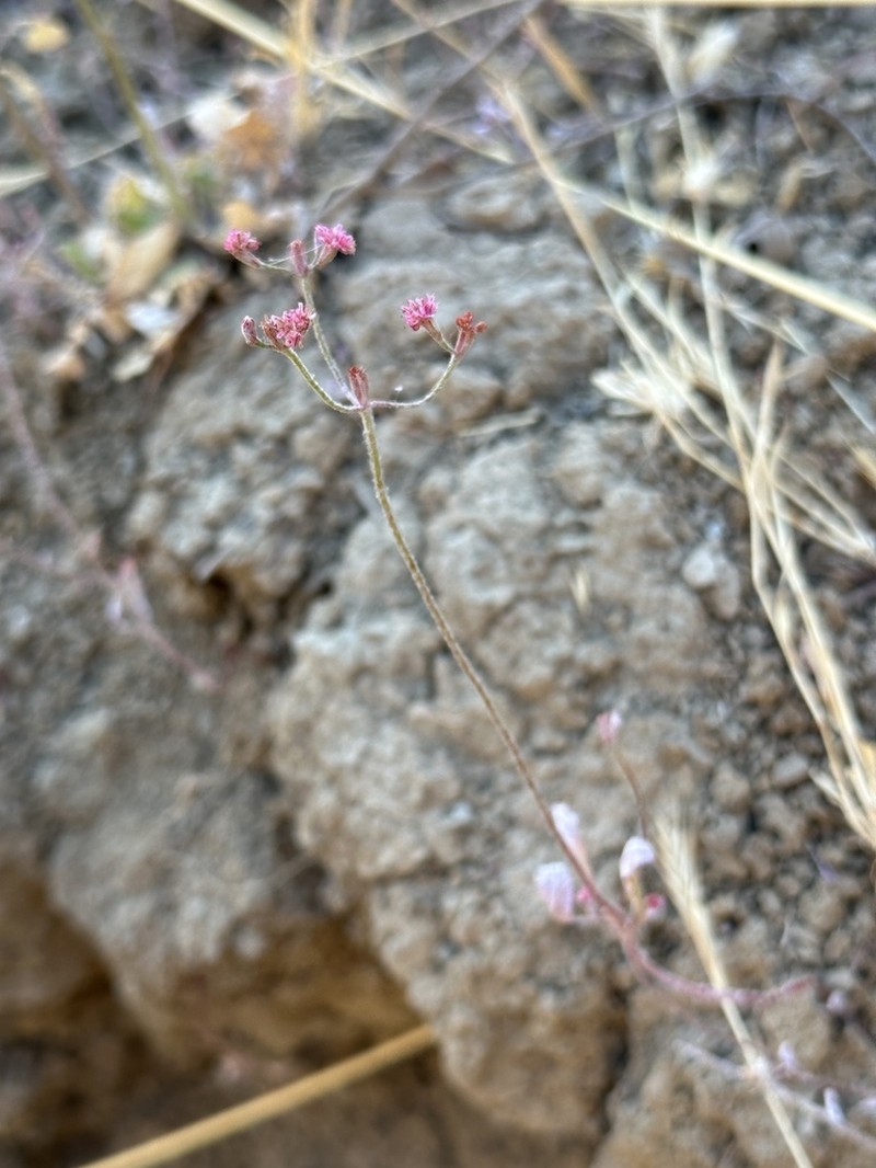 Mt. Diablo Buckwheat photo 3