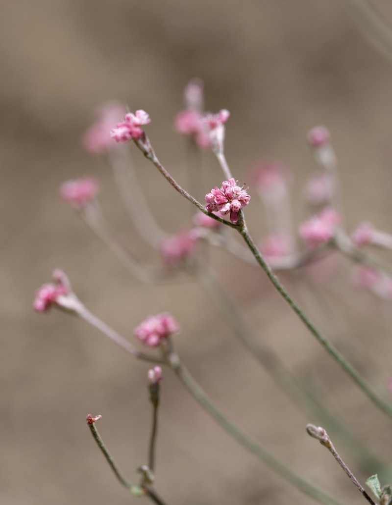 Mt. Diablo Buckwheat photo 4
