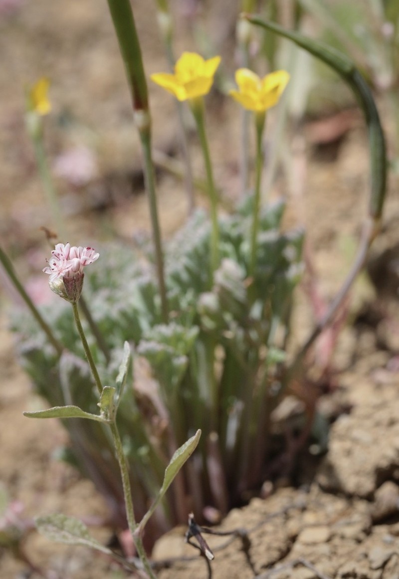 Mt. Diablo Buckwheat photo 5