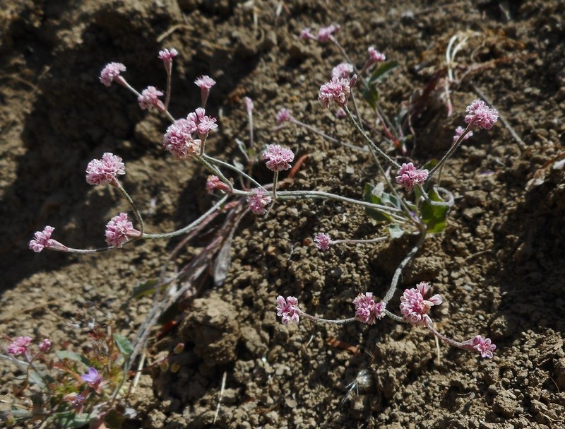 Mt. Diablo Buckwheat photo 6