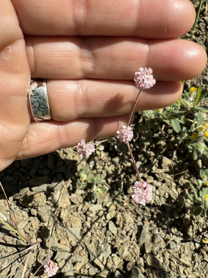 Mt. Diablo Buckwheat photo 7