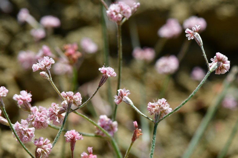 Mt. Diablo Buckwheat photo 8