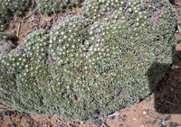 Woodside Buckwheat