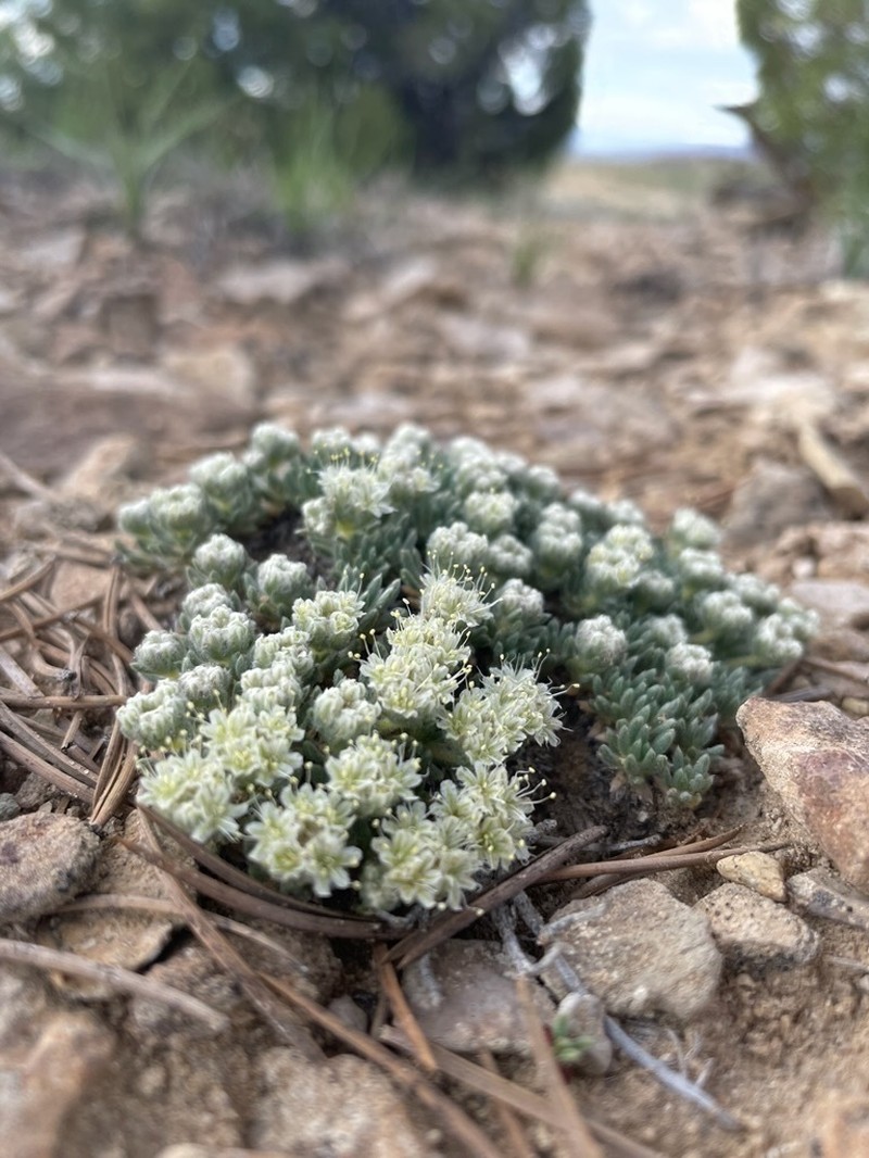 Woodside Buckwheat photo 2