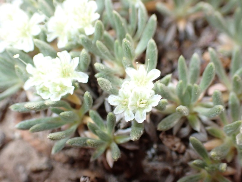 Woodside Buckwheat photo 3