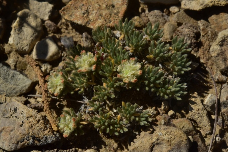 Woodside Buckwheat photo 4