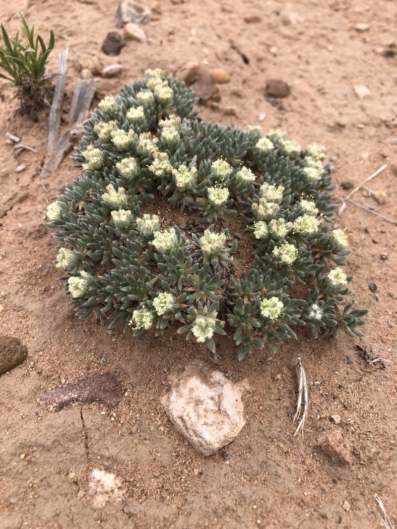 Woodside Buckwheat photo 5