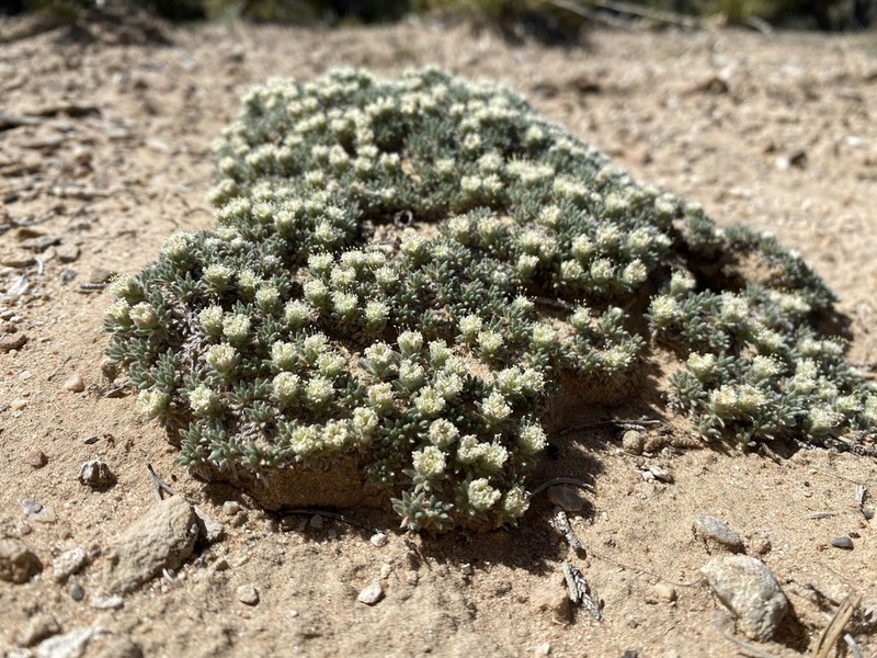 Woodside Buckwheat photo 6