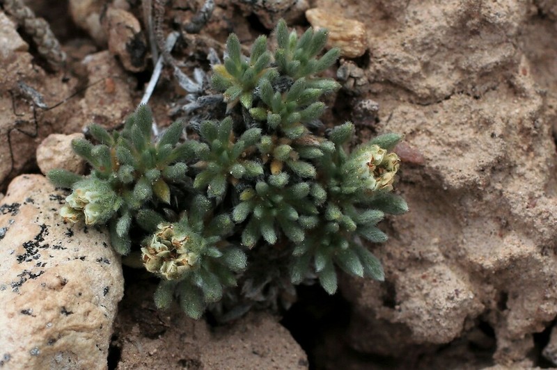 Woodside Buckwheat photo 7