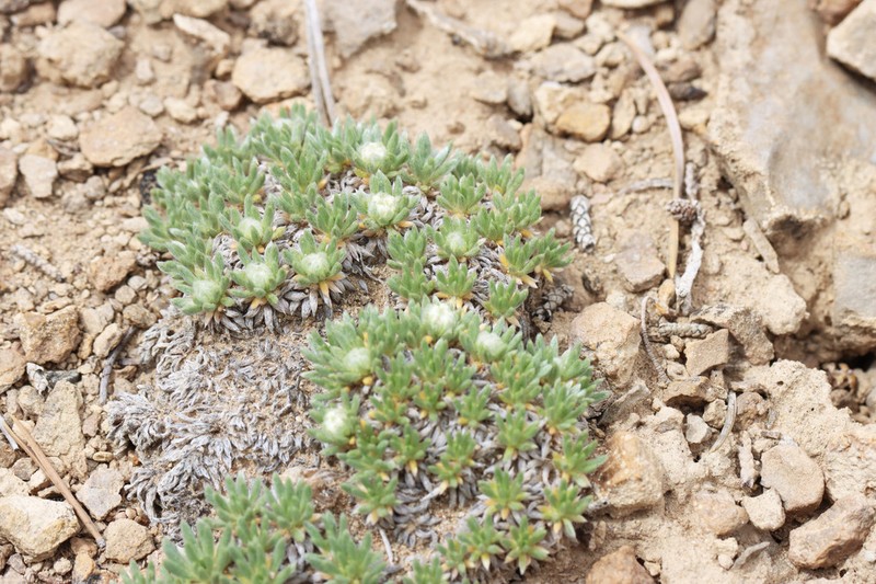 Woodside Buckwheat photo 8