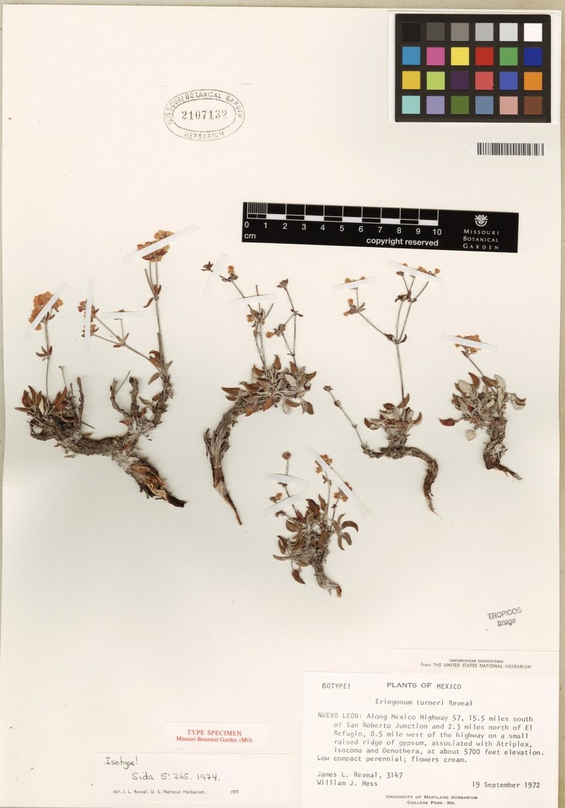 Eriogonum turneri