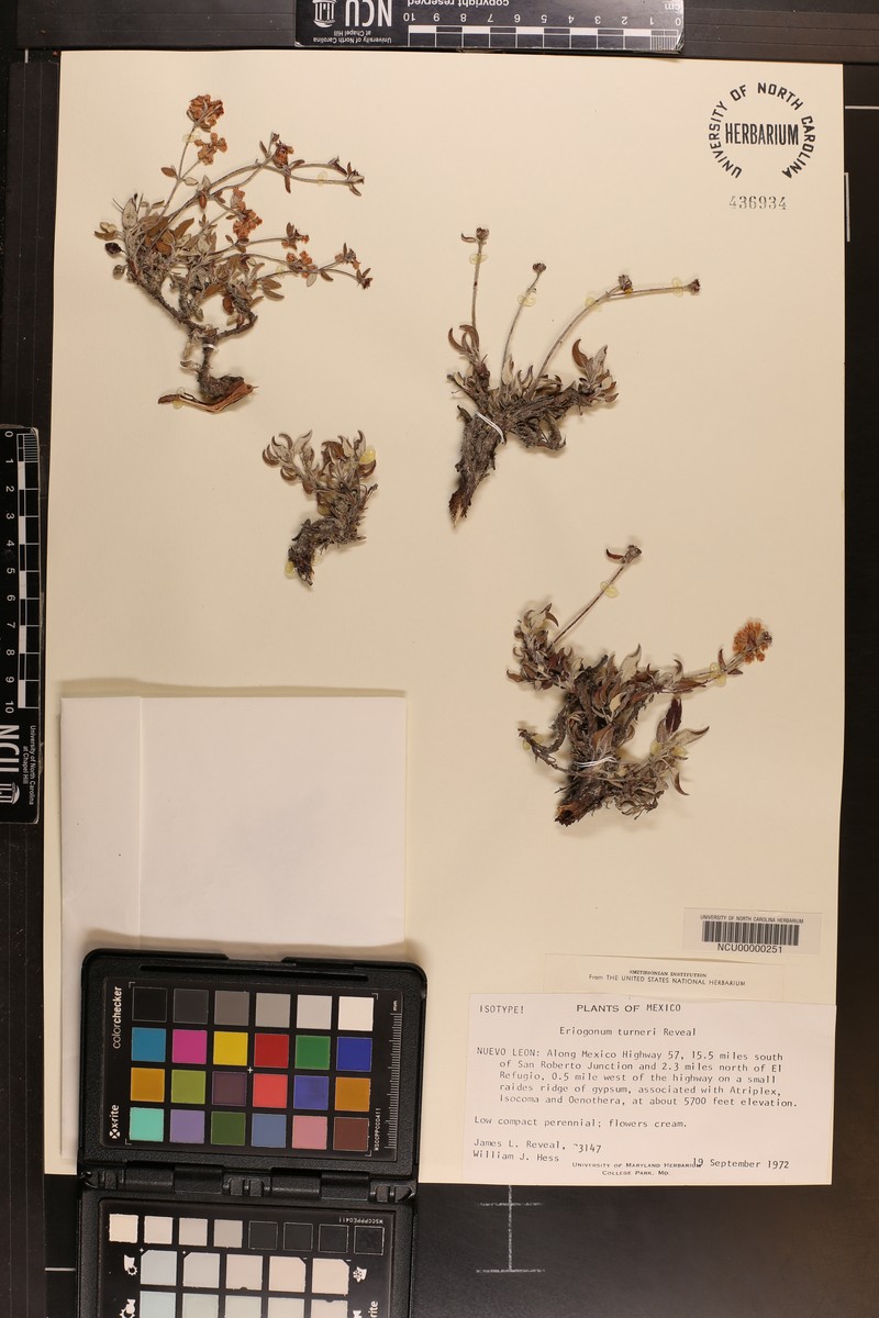 Eriogonum turneri photo 2