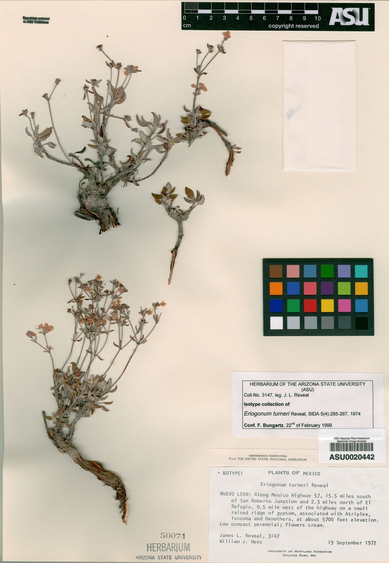 Eriogonum turneri photo 3