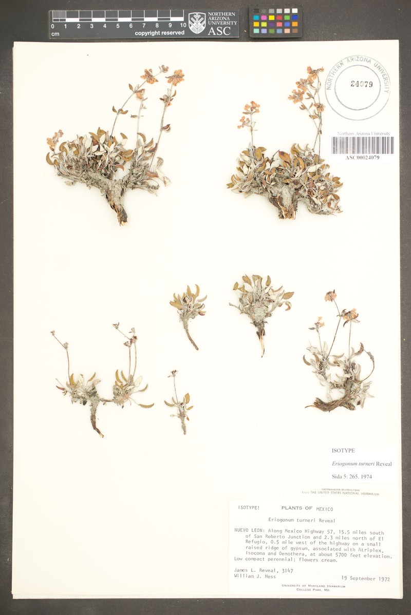 Eriogonum turneri photo 4