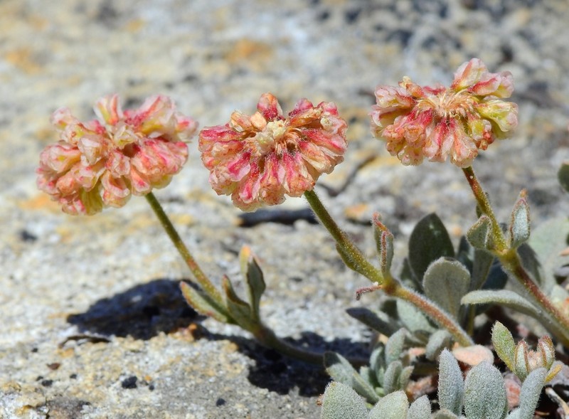 Twisselmann's Buckwheat