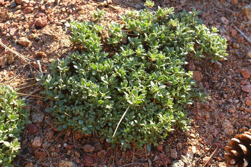 Twisselmann's Buckwheat photo 2
