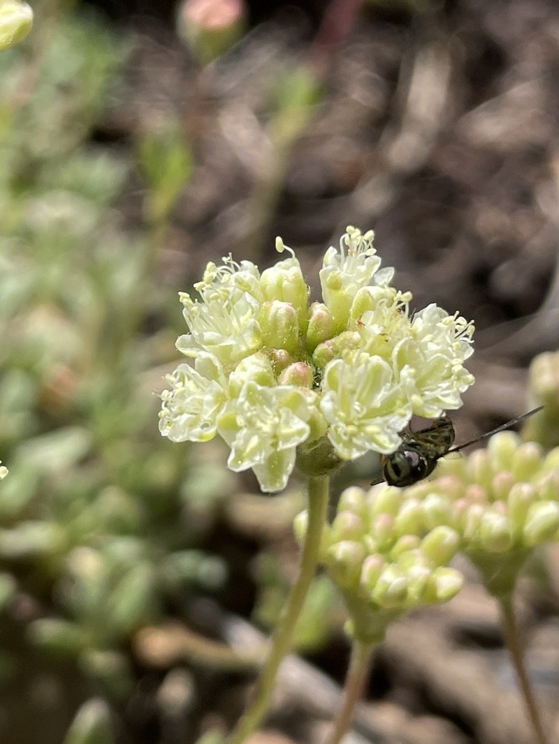 Twisselmann's Buckwheat photo 3