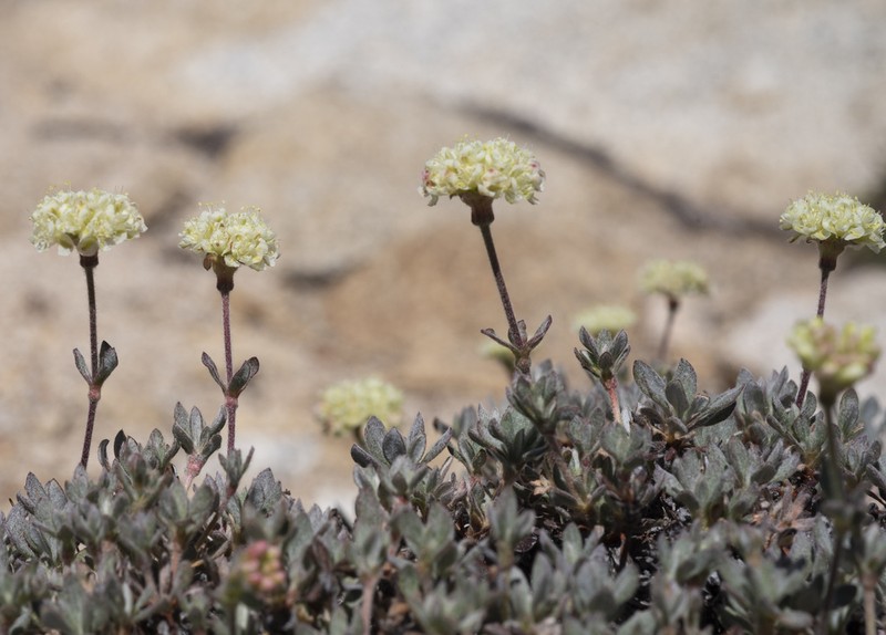 Twisselmann's Buckwheat photo 4