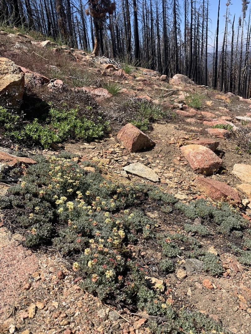 Twisselmann's Buckwheat photo 5