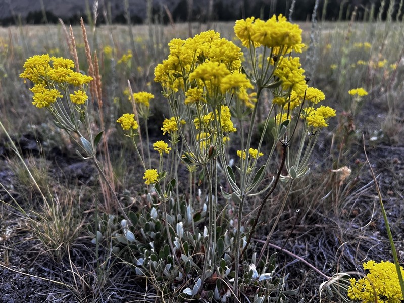 Sulphur-Flower Buckwheat photo 2