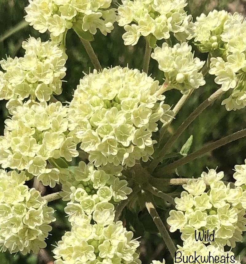 Sulphur-Flower Buckwheat photo 3