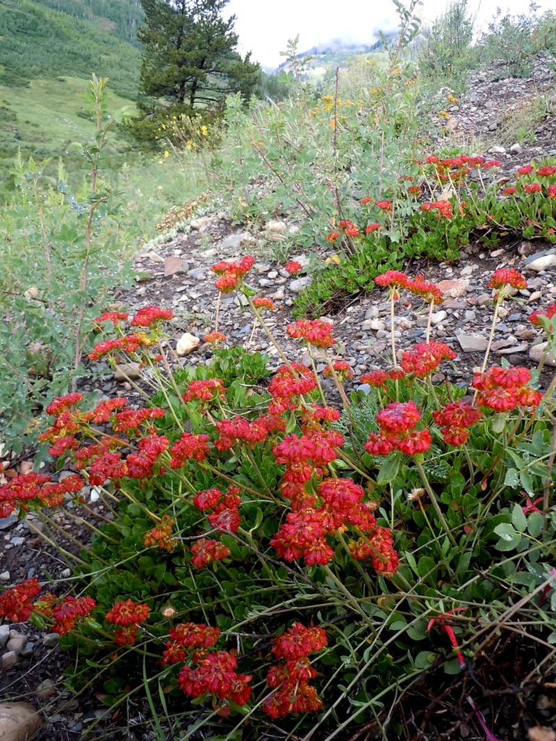 Sulphur-Flower Buckwheat photo 4