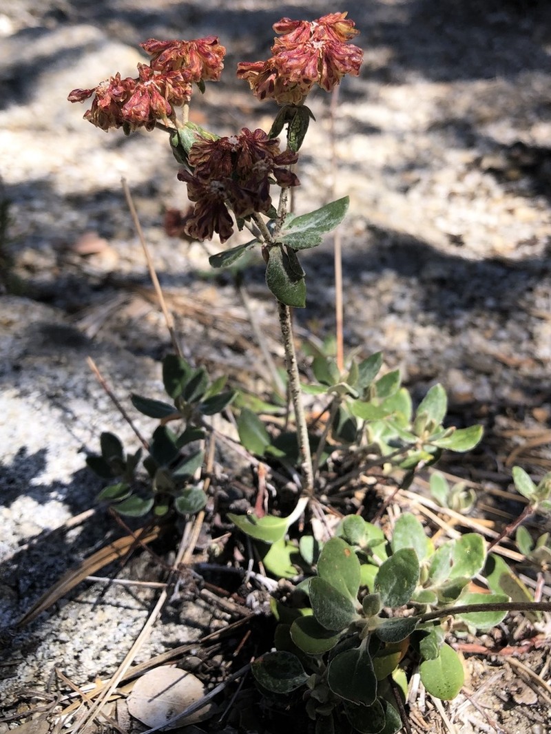Sulphur-Flower Buckwheat photo 5