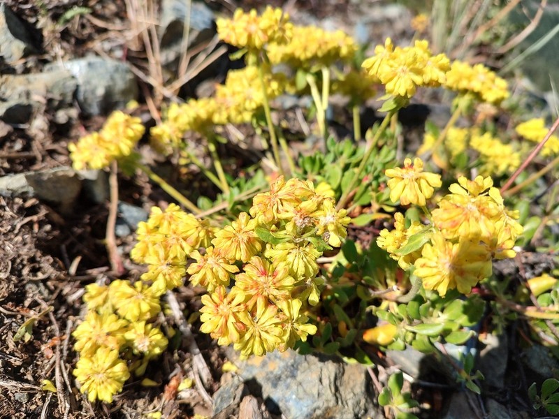 Sulphur-Flower Buckwheat photo 6