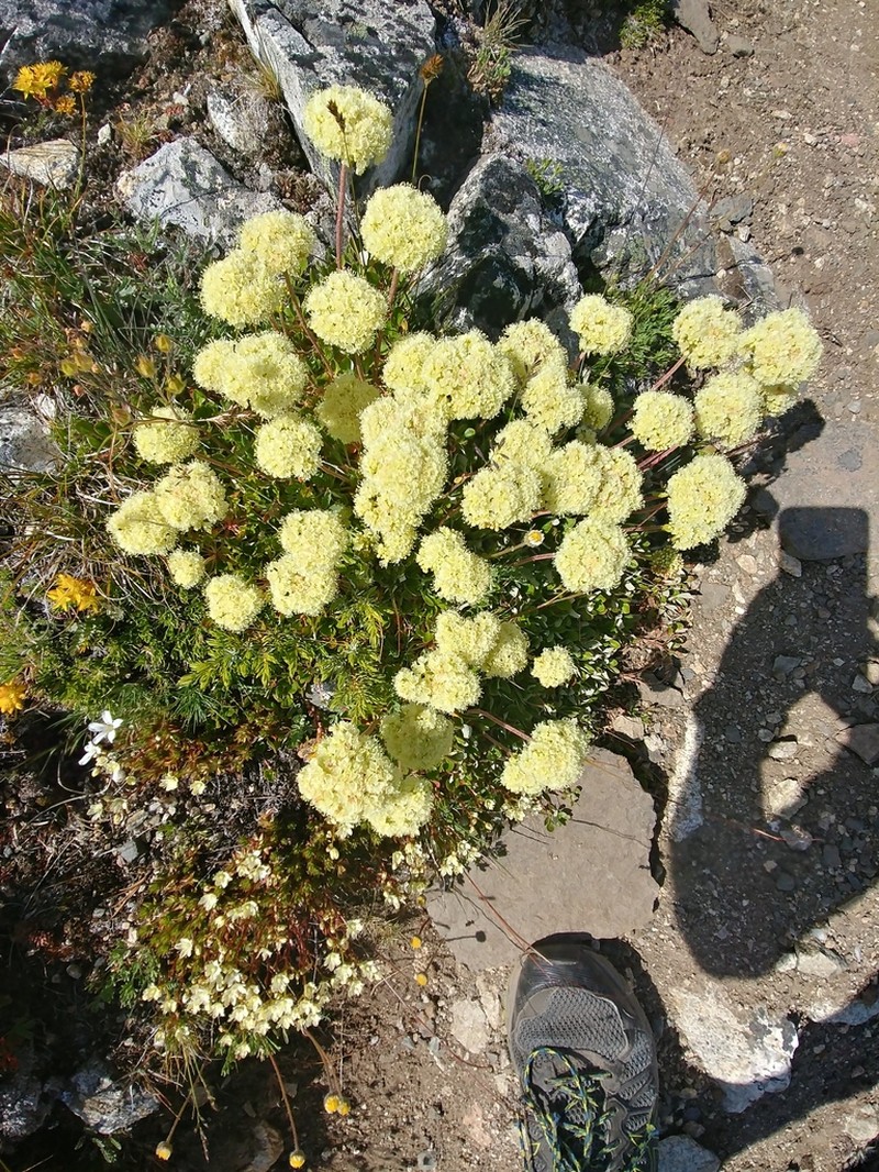 Sulphur-Flower Buckwheat photo 7