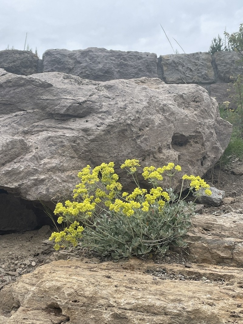 Sulphur-Flower Buckwheat photo 8