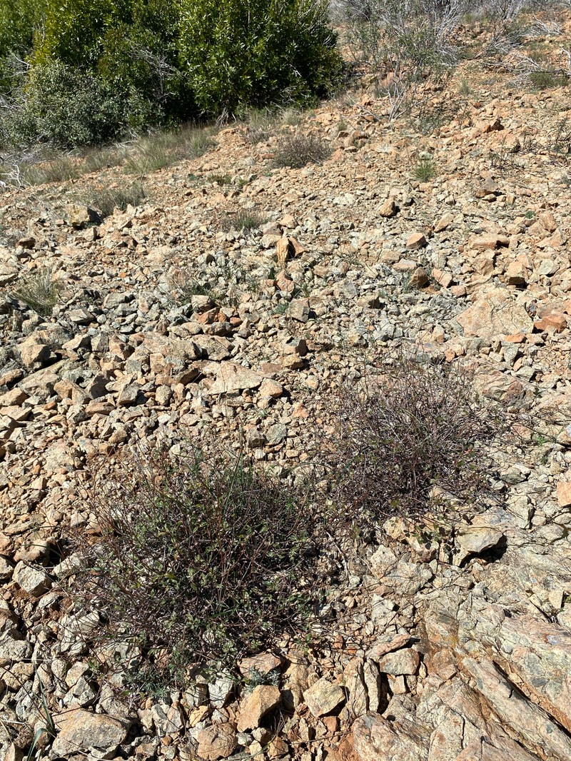 Eriogonum umbellatum var. ahartii