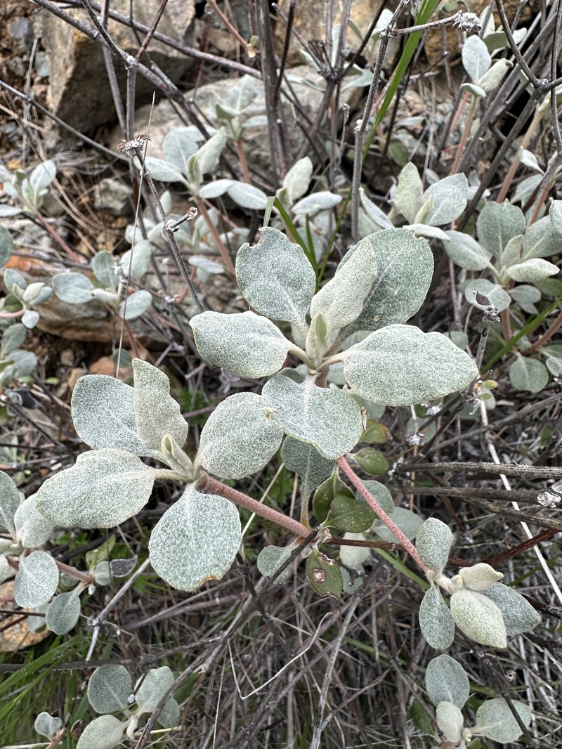 Eriogonum umbellatum var. ahartii photo 2