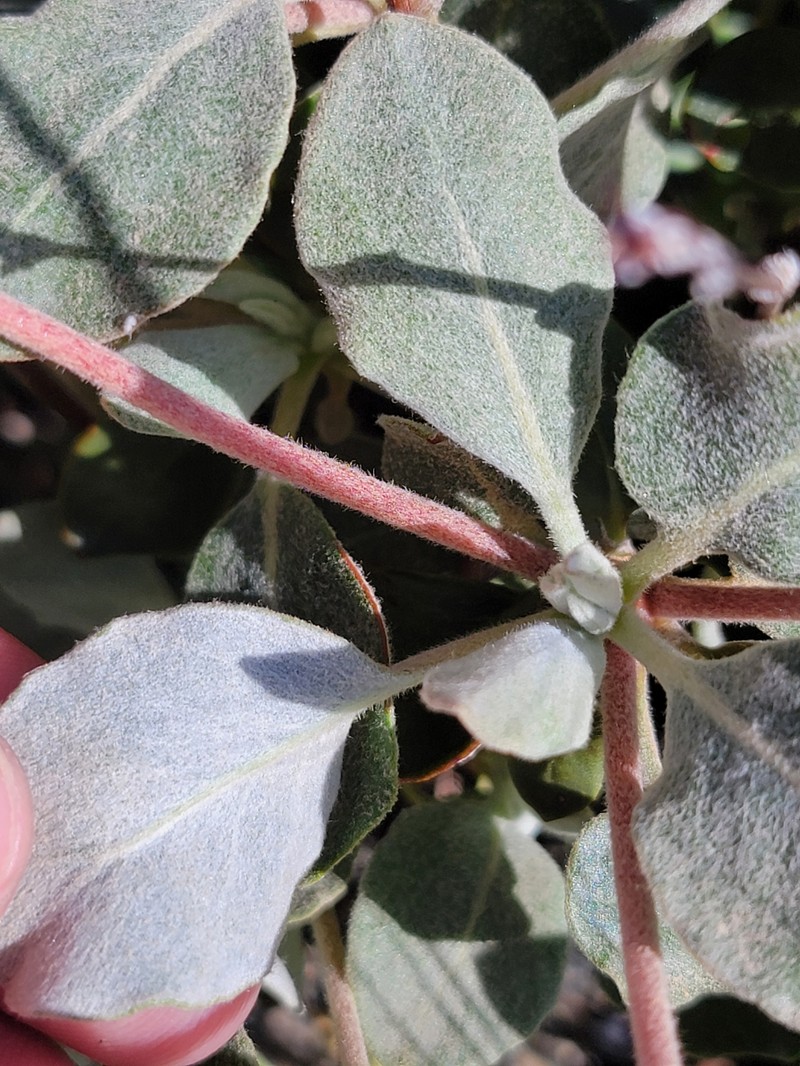 Eriogonum umbellatum var. ahartii photo 3