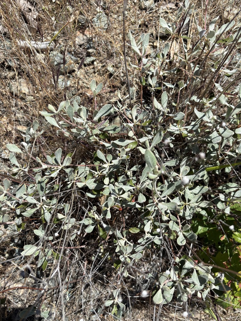 Eriogonum umbellatum var. ahartii photo 4