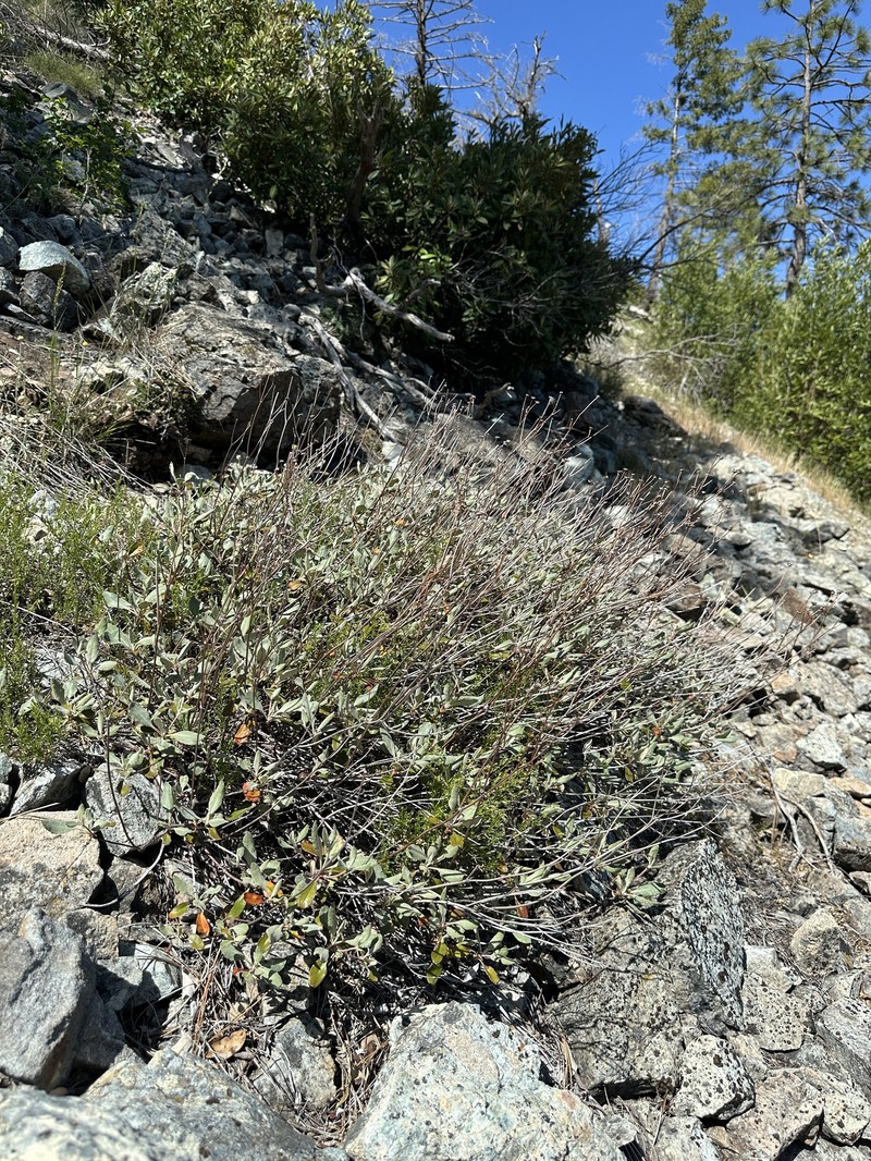 Eriogonum umbellatum var. ahartii photo 5