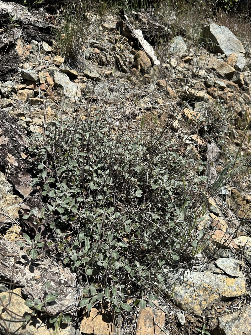 Eriogonum umbellatum var. ahartii photo 6