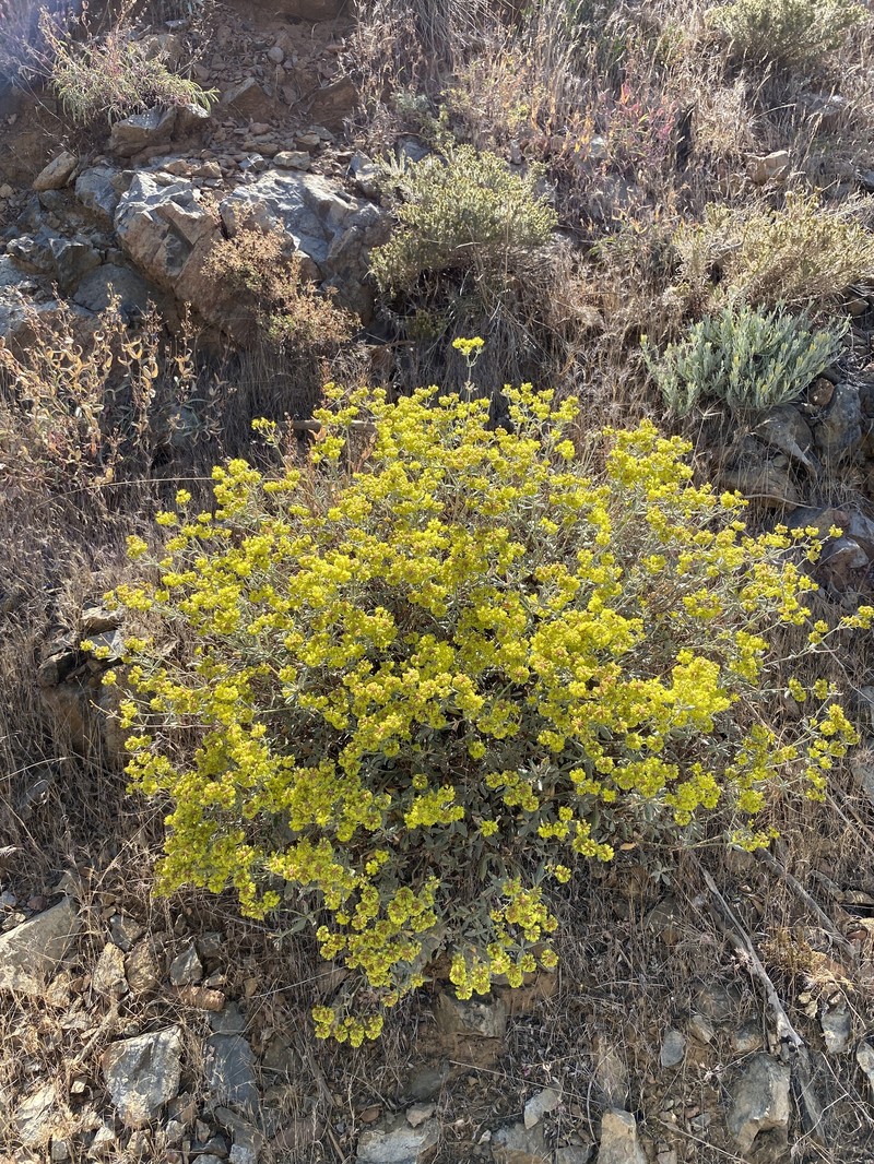 Eriogonum umbellatum var. ahartii photo 7