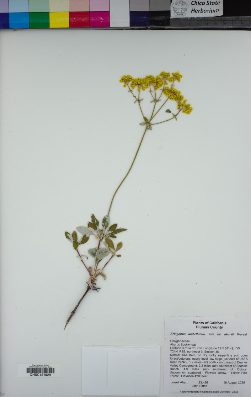 Eriogonum umbellatum var. ahartii photo 8