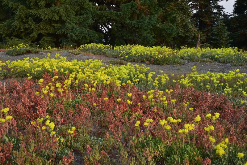Eriogonum umbellatum var. argus