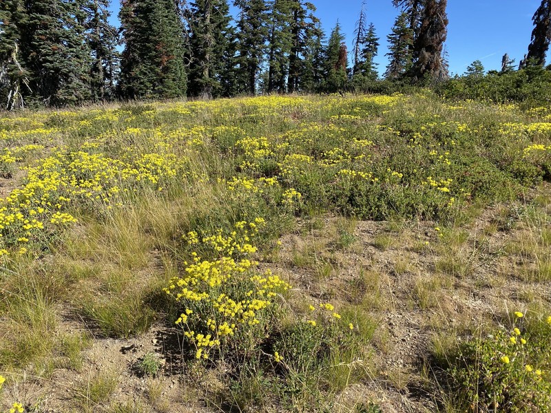 Eriogonum umbellatum var. argus photo 2