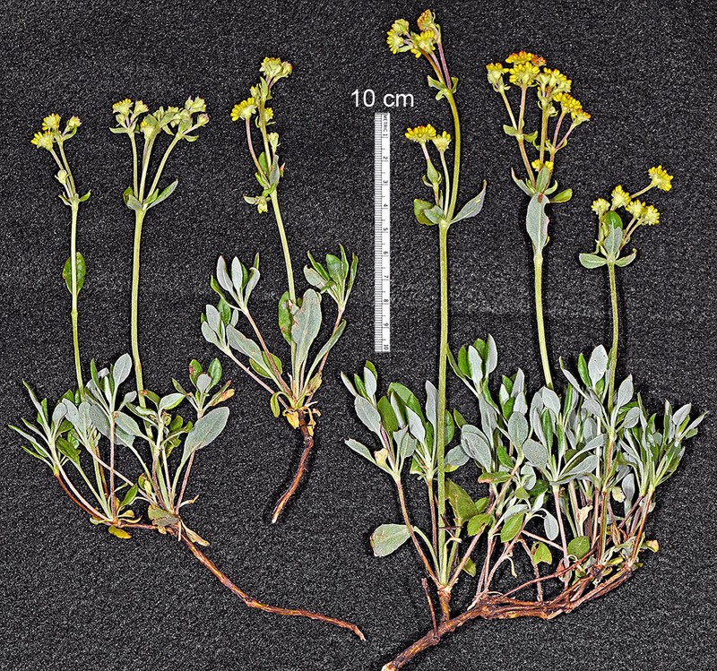 Eriogonum umbellatum var. argus photo 3