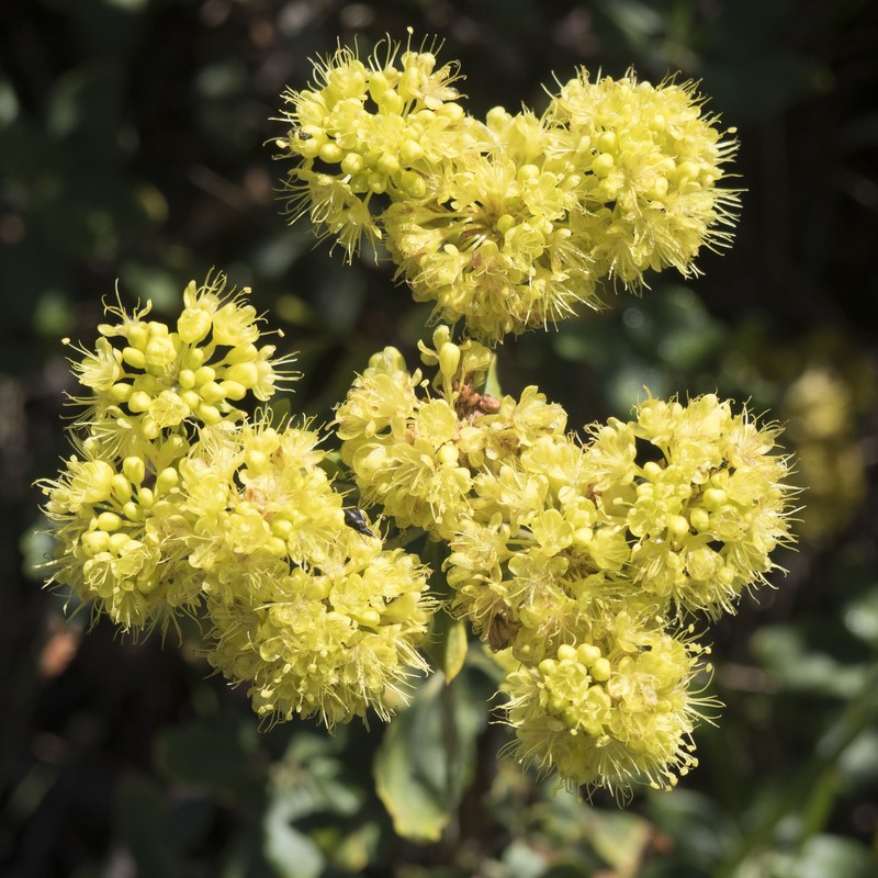 Eriogonum umbellatum var. argus photo 4
