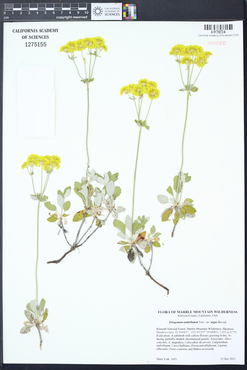 Eriogonum umbellatum var. argus photo 5