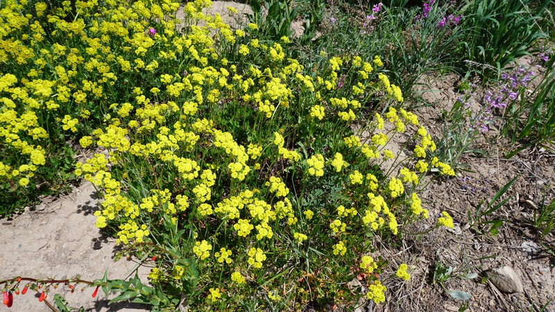 Eriogonum umbellatum var. aureum