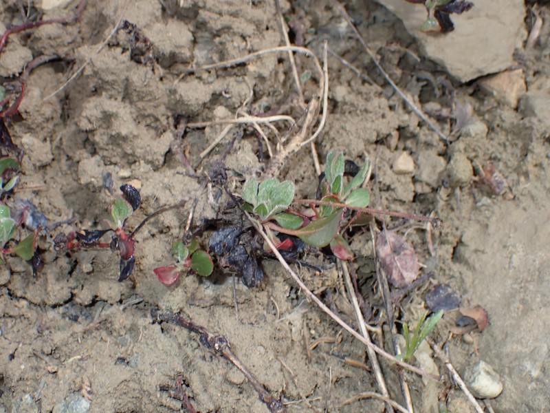 Eriogonum umbellatum var. aureum photo 2