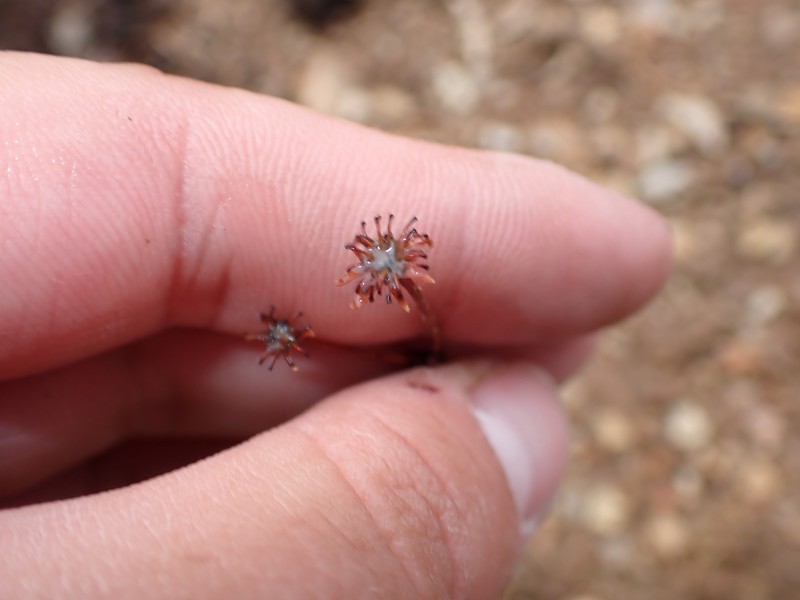 Eriogonum umbellatum var. aureum photo 3