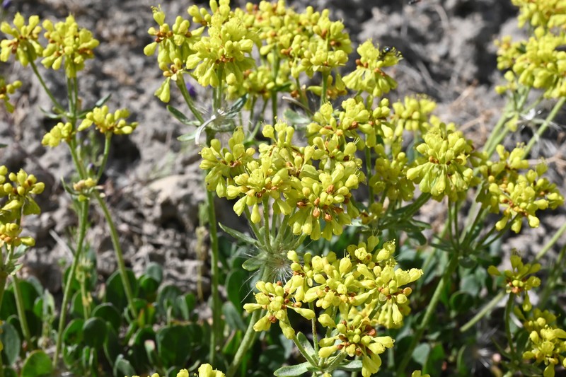 Eriogonum umbellatum var. aureum photo 4